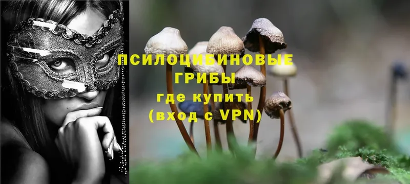 как найти закладки  Арск  Галлюциногенные грибы Psilocybe 